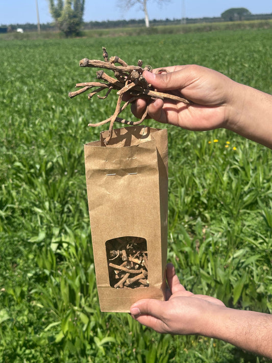 Bâtonnets de racines de pissenlit séchées présentés en sachet kraft, dans un champ
