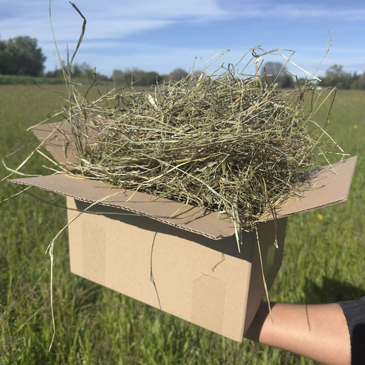 Boîte en carton ouverte contenant du foin de Crau premium, tenue à la main dans un champ vert ensoleillé