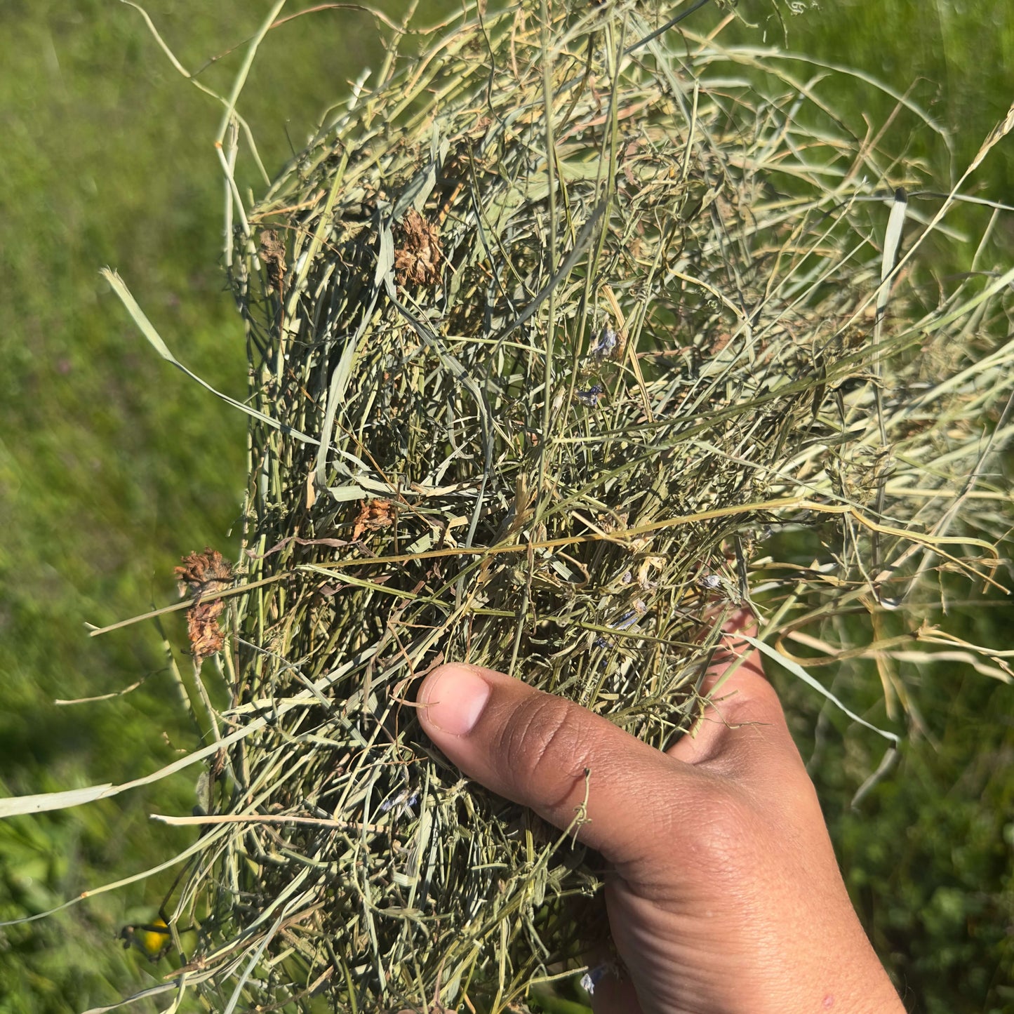 Foin de Crau AOP – Qualité Supérieure, Saveur Naturelle