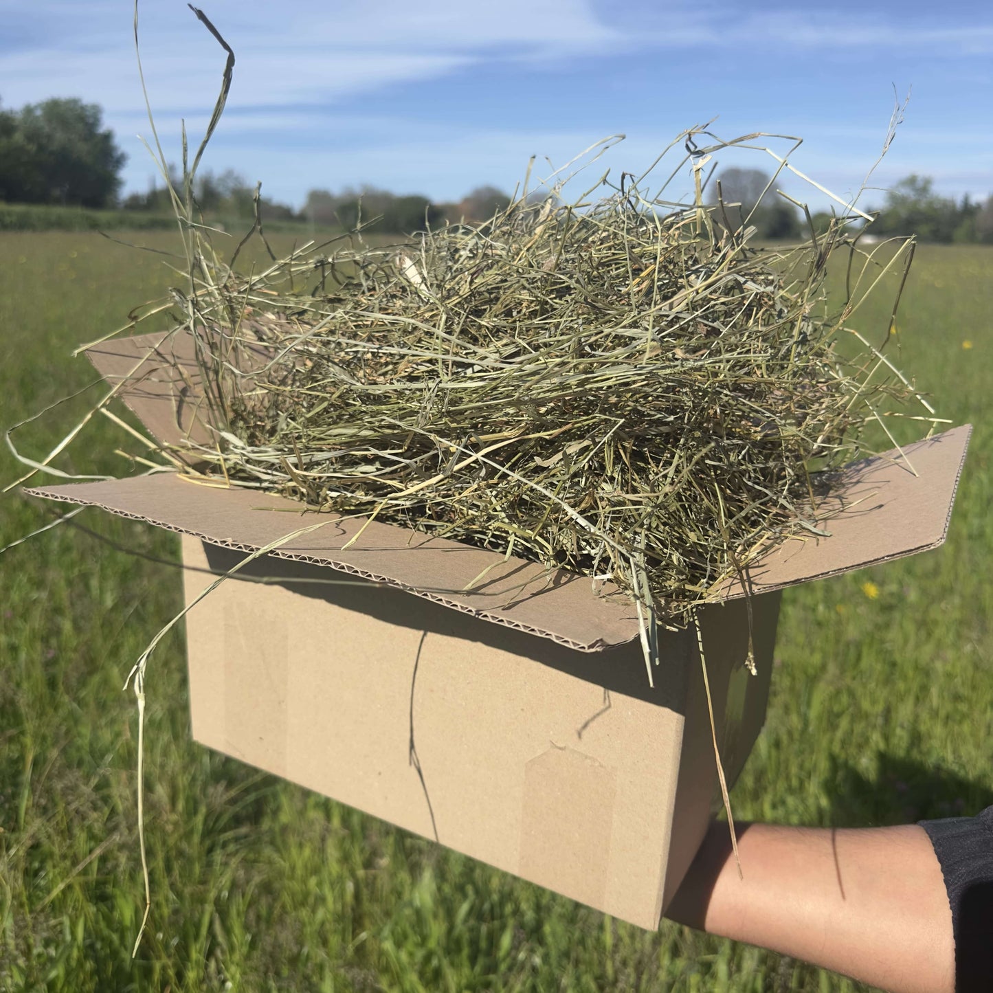 Foin de Crau AOP – Qualité Supérieure, Saveur Naturelle