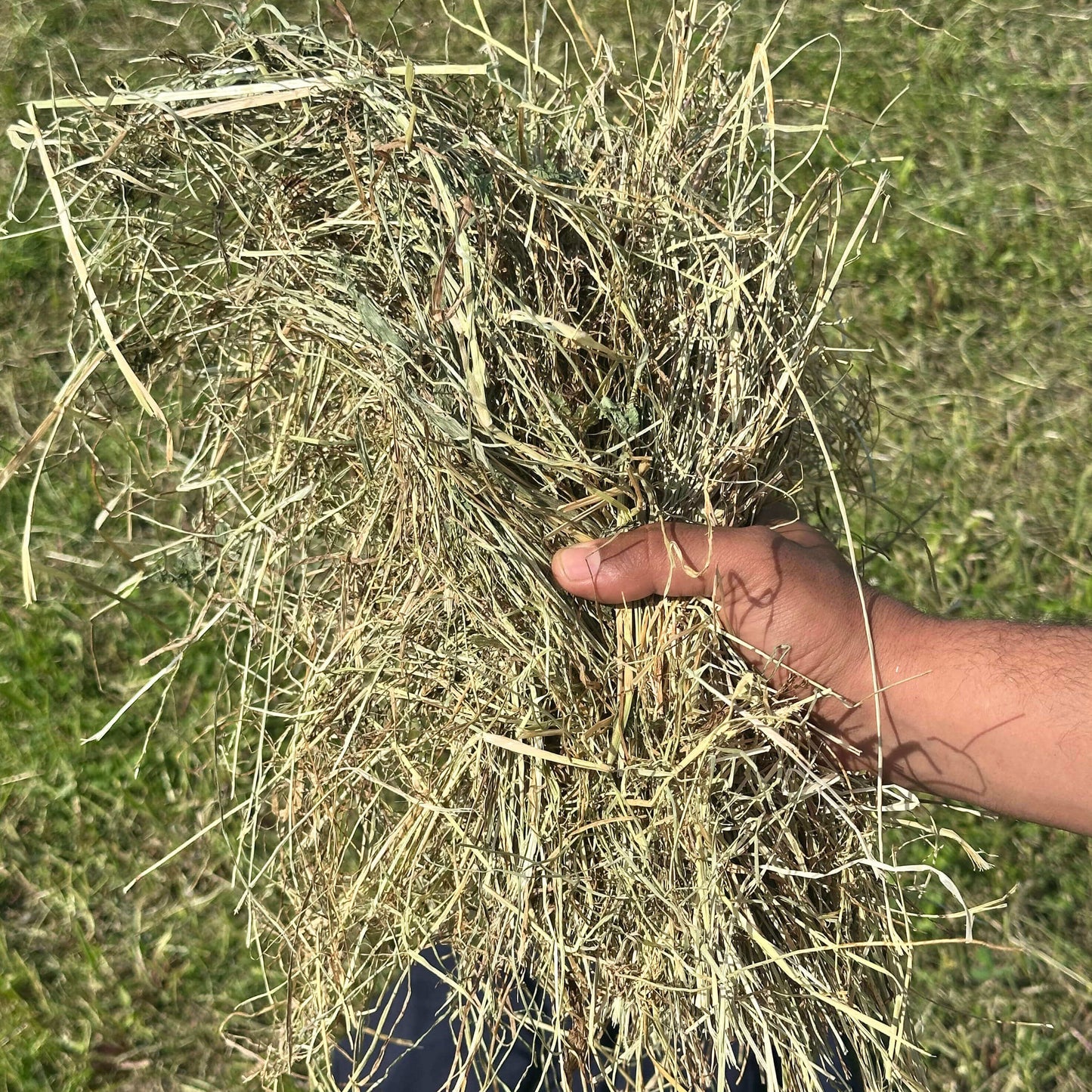 Foin de prairie