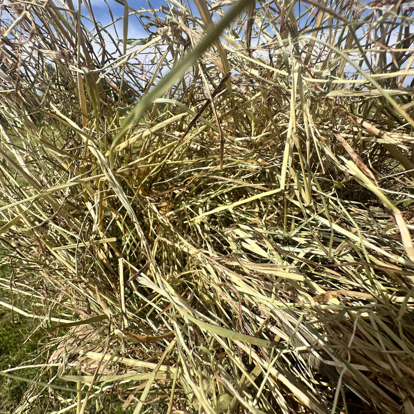 Foin de prairie
