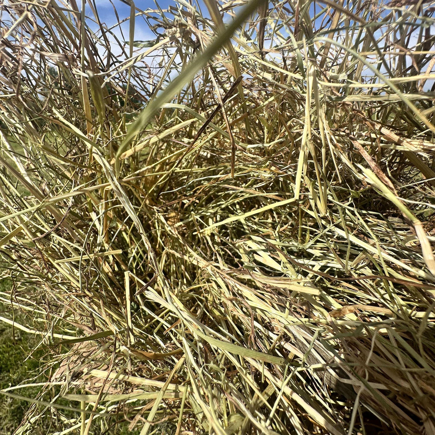 Foin de Prairies Naturelles – Digestion, Équilibre et Vitalité - Haynest