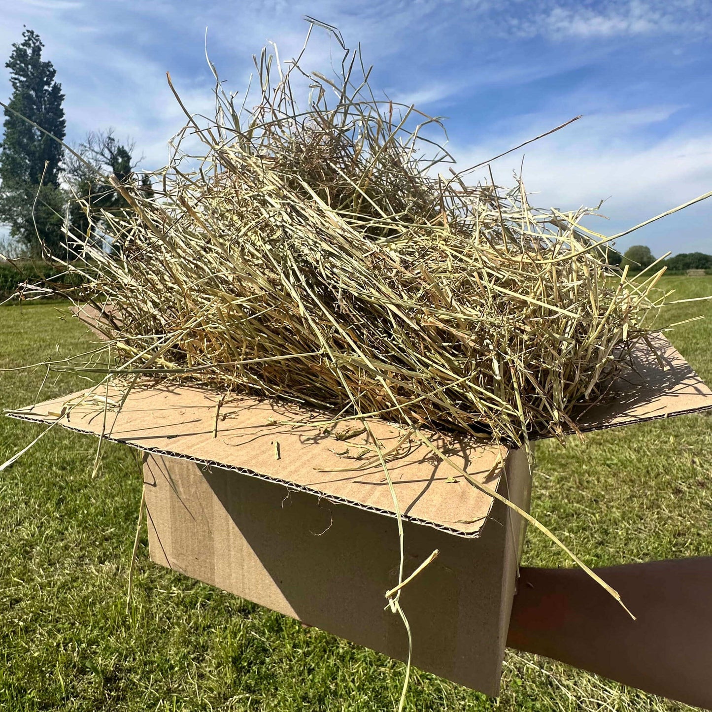 Foin de prairie