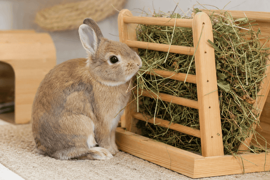 Lapin nain mangeant du foin de prairie dans un râtelier