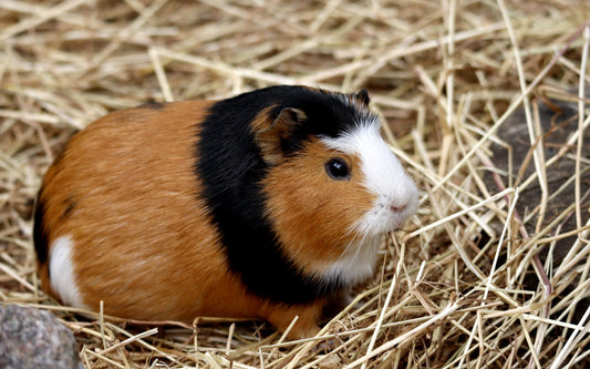 Cochon d’Inde tricolore installé dans le foin