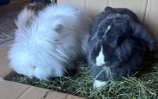 Deux lapins, l’un blanc à poil long, l’autre bélier noir et blanc, mangent du foin dans un carton Haynest