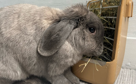 Lapin bélier gris qui mange du foin dans son râtelier