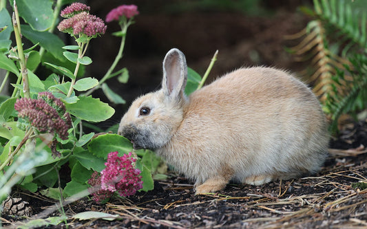 Lapin qui grignote une plante dans un massif du jardin