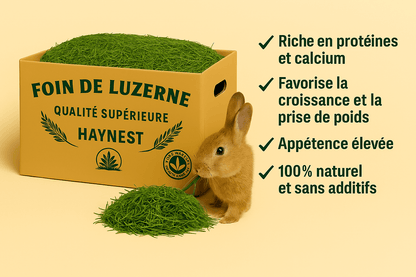 Foin de Luzerne – Le Coup de Boost Naturel